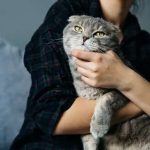 Menggendong Kucing Dengan Aman: Tips Menghindari Cakaran