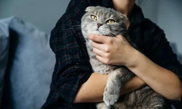 Menggendong Kucing Dengan Aman: Tips Menghindari Cakaran