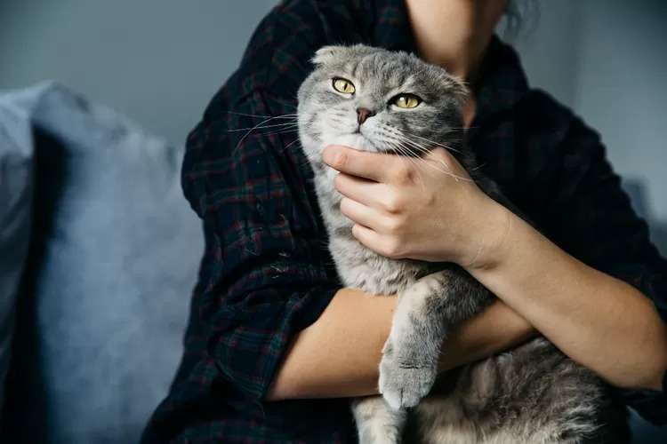 Menggendong Kucing Dengan Aman: Tips Menghindari Cakaran