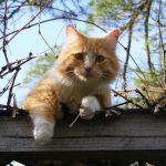 Perilaku Unik Kucing: Alasan Mereka Selalu Ada Di Dekatmu