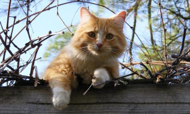 Perilaku Unik Kucing: Alasan Mereka Selalu Ada Di Dekatmu