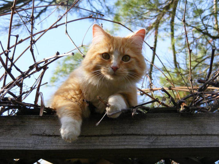 Perilaku Unik Kucing: Alasan Mereka Selalu Ada Di Dekatmu