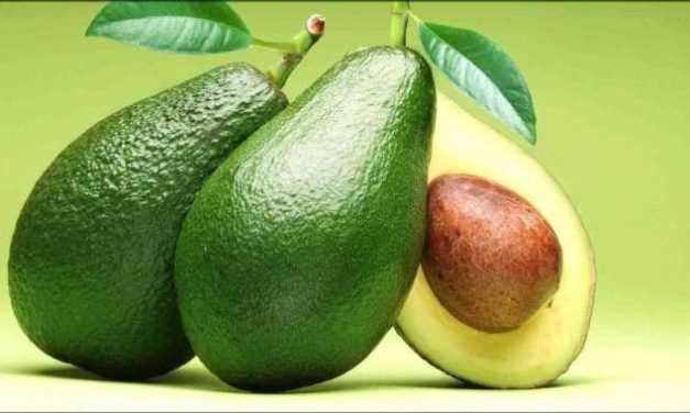 Sehat Tapi Bahaya! Ini Efek Samping Makan Alpukat Berlebihan